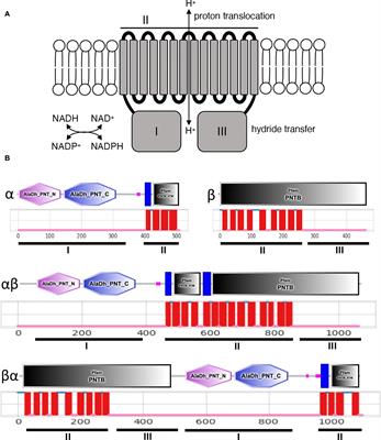 NAD(P) transhydrogenase isoform distribution provides insight into apicomplexan evolution